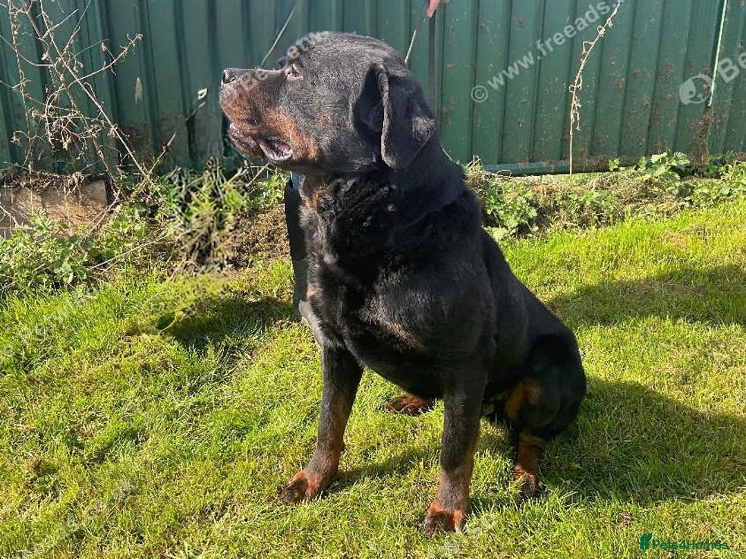 Rottweiler dogs for sale: Falconsnest (IMP BEL) Rottweiler Male - Image 7