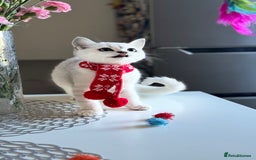 Scottish Fold cats for sale: Scottish Straight Boy - Image 18