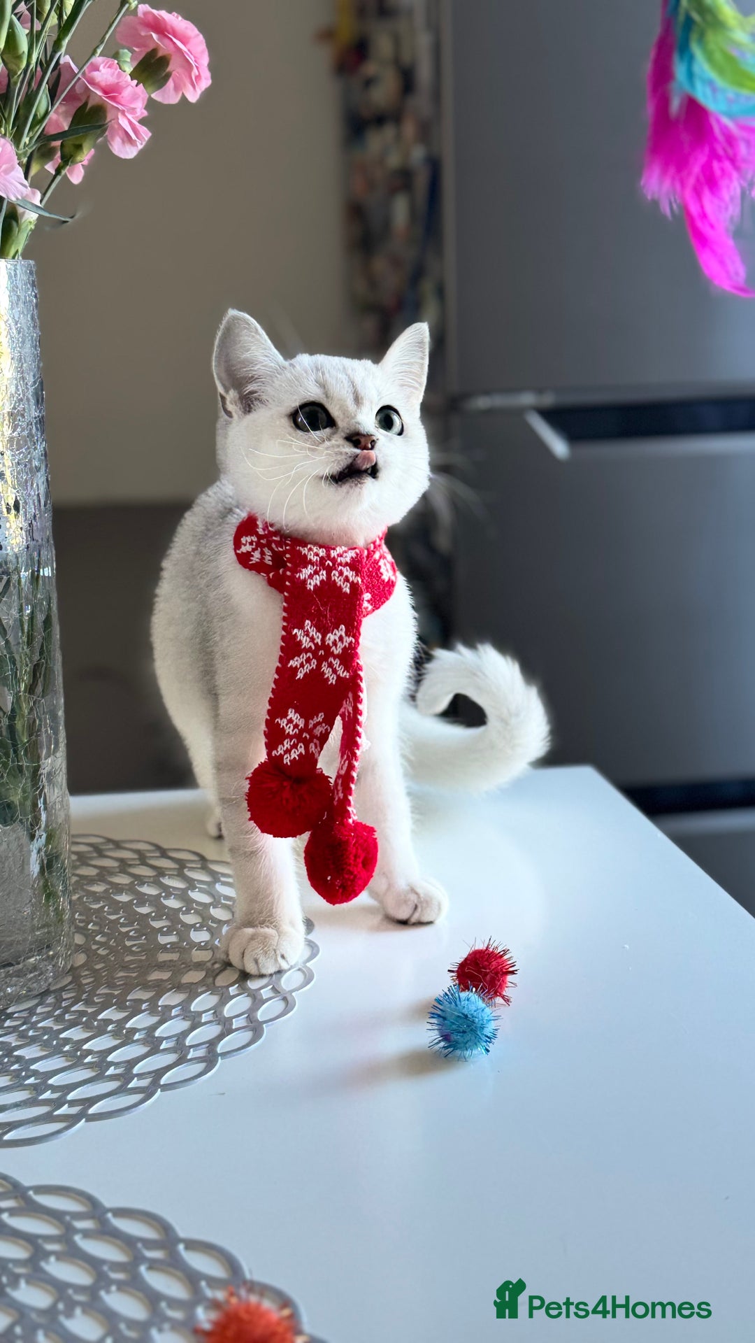 Scottish Fold cats for sale: Scottish Straight Boy - Image 18