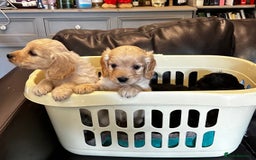 Cockapoo dogs for sale: COCKAPOO PUPPIES  - Image 17