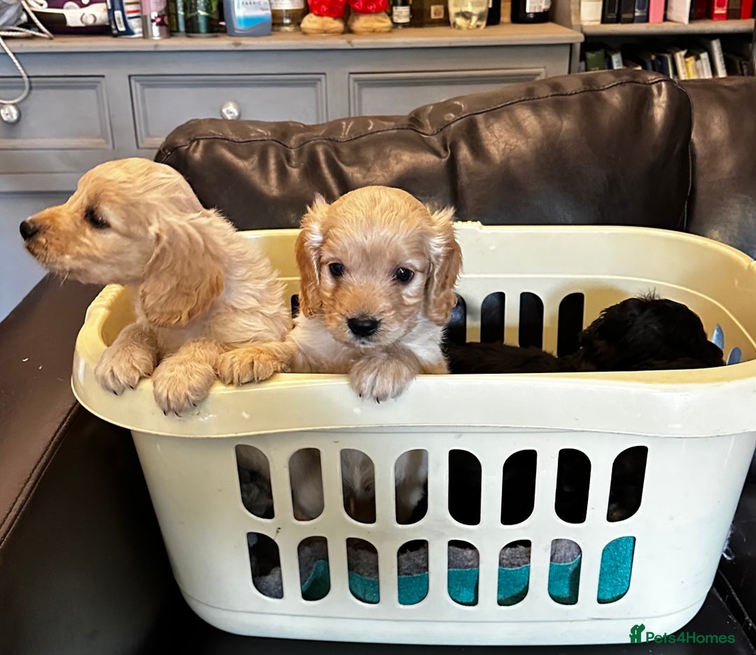 Cockapoo dogs for sale: COCKAPOO PUPPIES  - Image 17