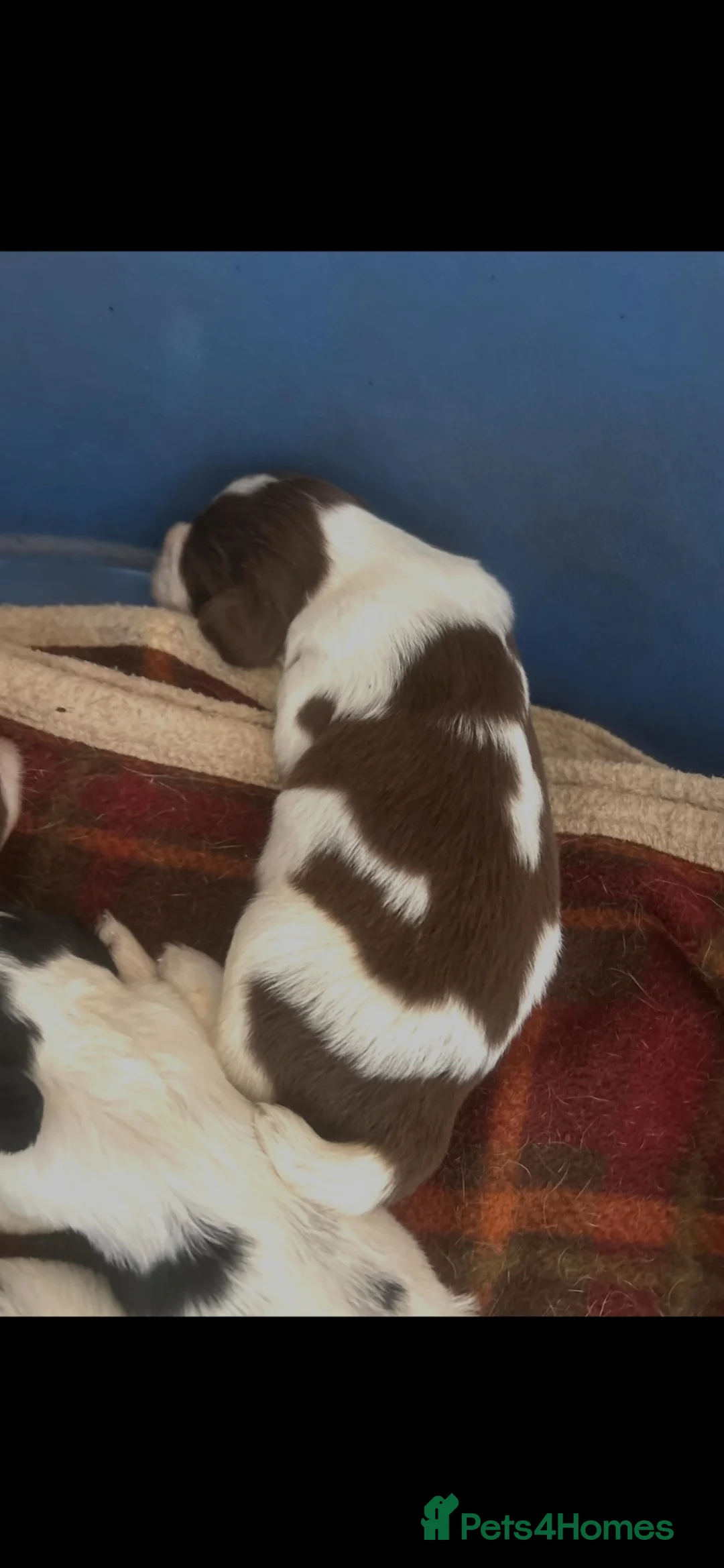 English Springer Spaniel dogs for sale: Beautiful litter of KC English Springer spaniel  - Advert 7