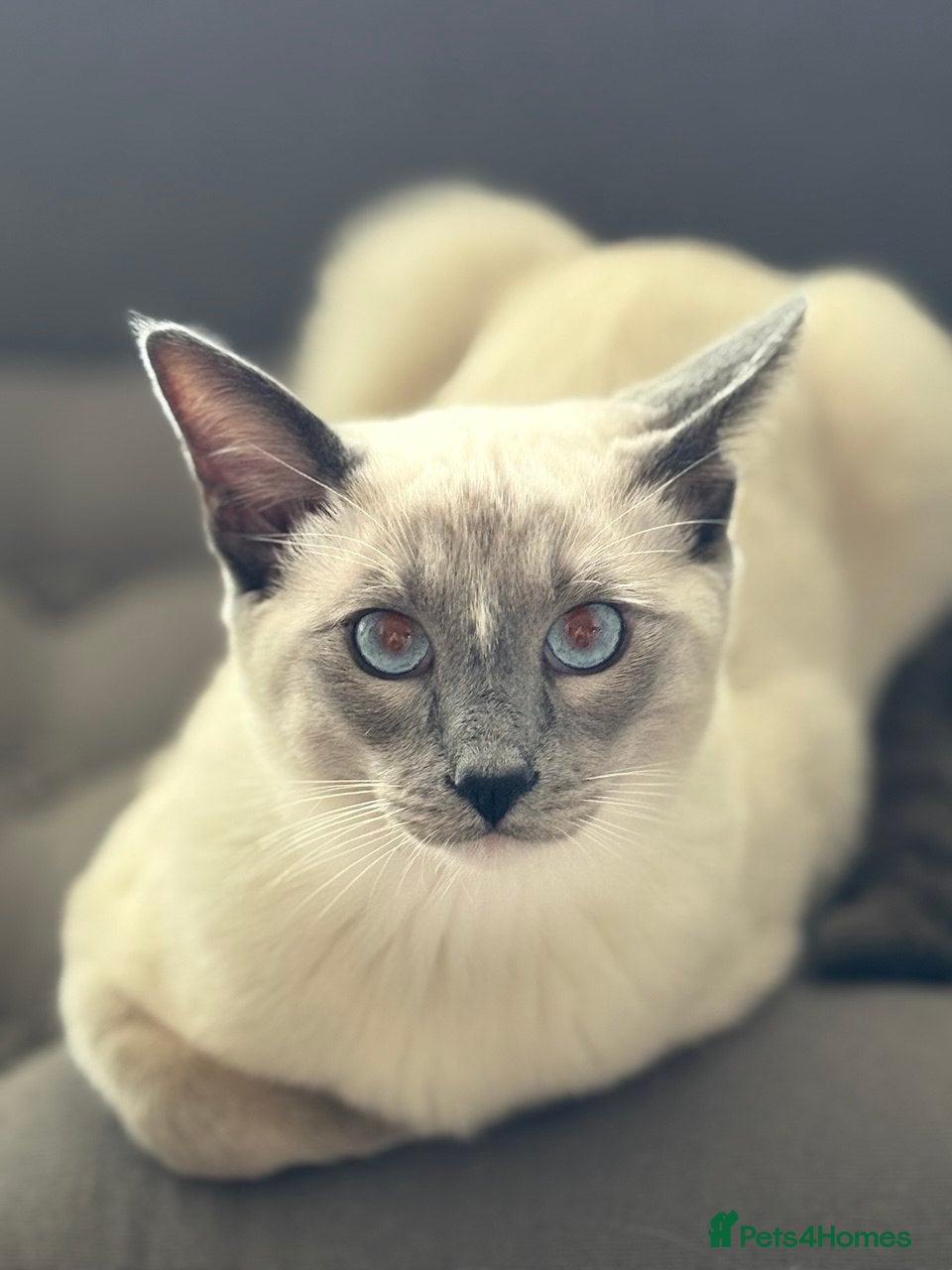 Ragamese cats Stunning 1yr old Blue Point Ragamese fluffball - Advert 14