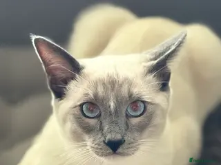 Ragamese cats Stunning 1yr old Blue Point Ragamese fluffball - Advert 14