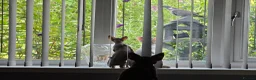 Devon Rex cats for sale: READY NOW Super loving Devon Rex - Advert 16