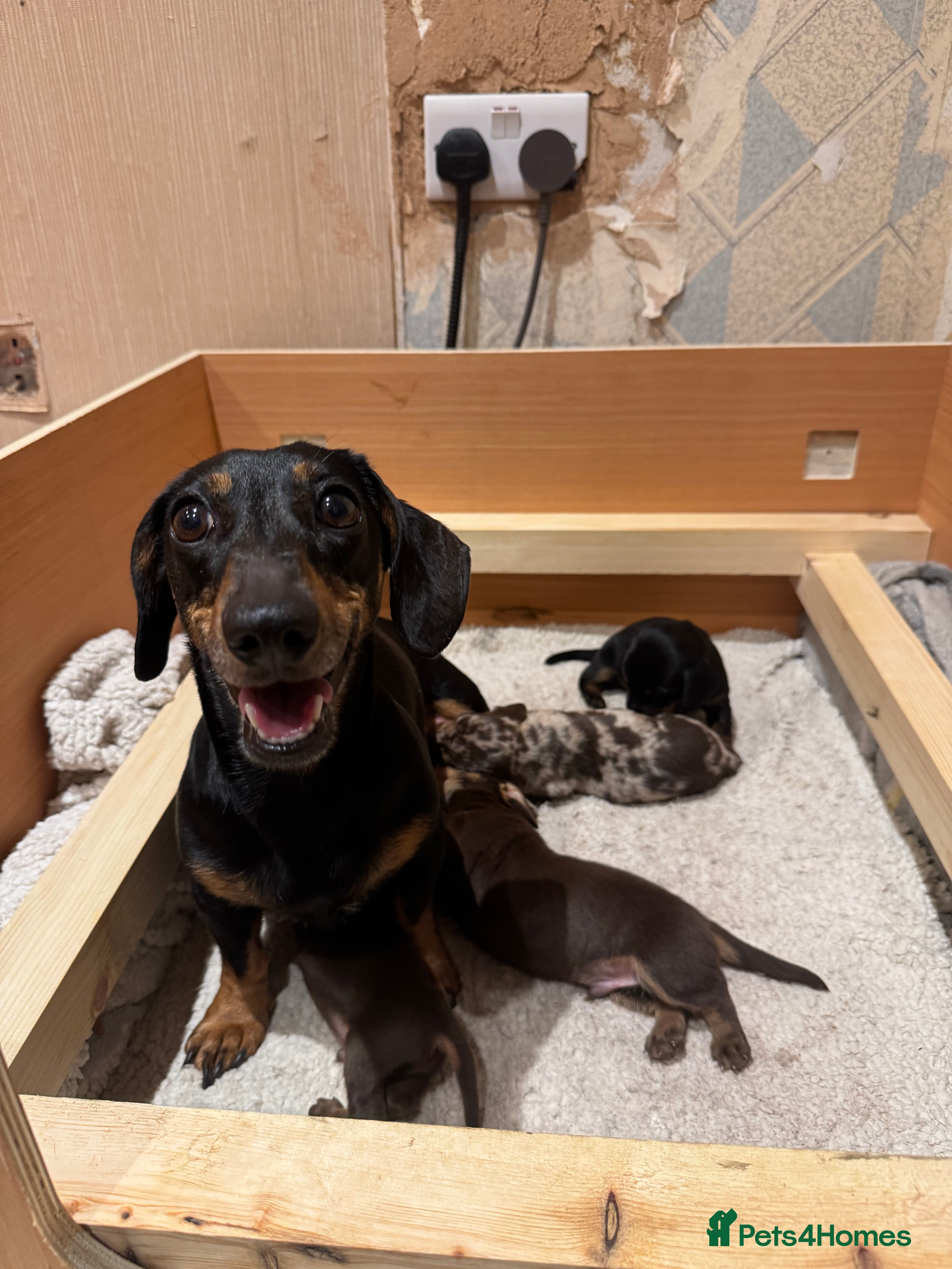 Miniature Dachshund dogs miniature dachshund puppies for sale - Advert 1