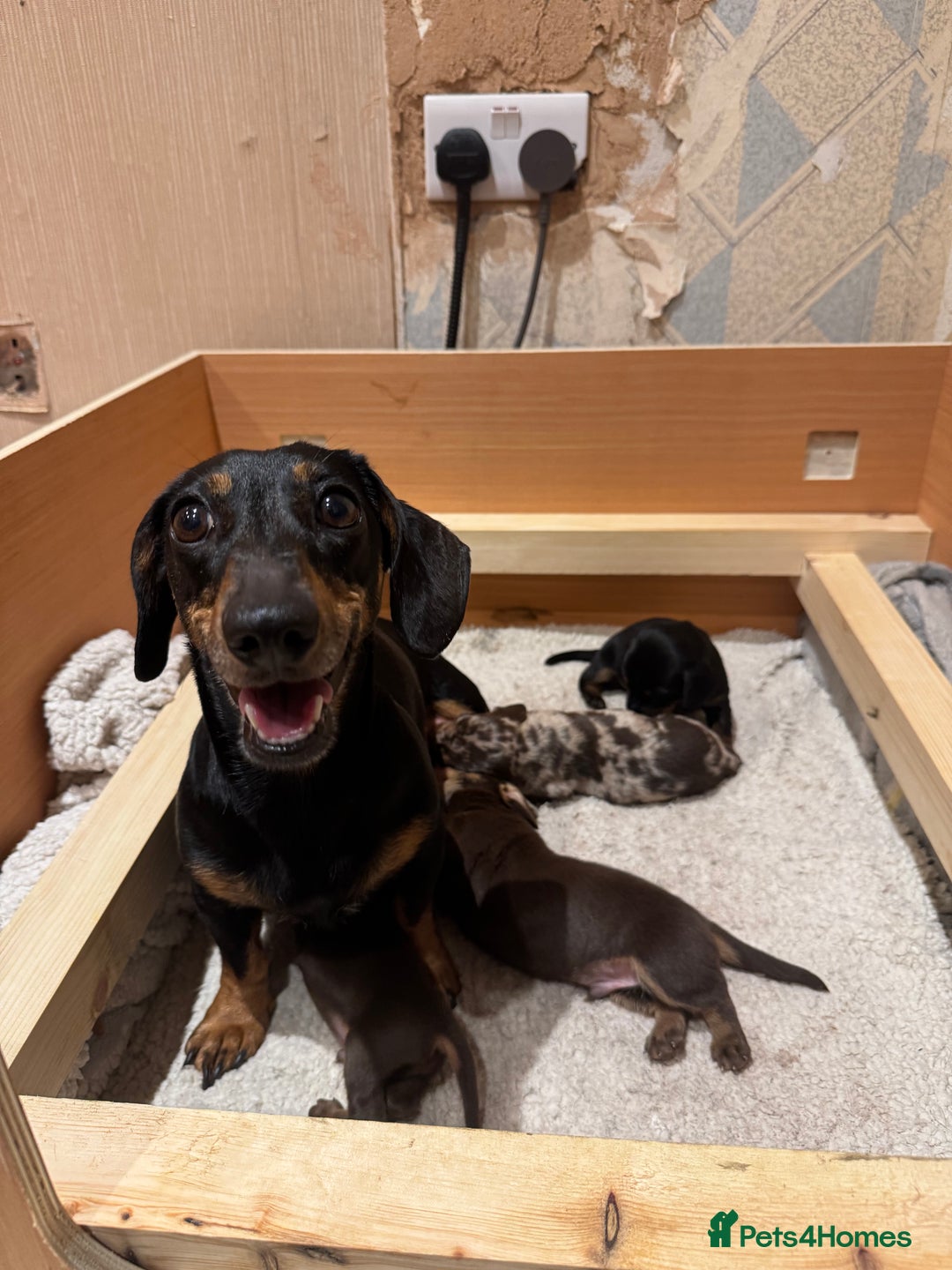 Miniature Dachshund dogs for sale: miniature dachshund puppies for sale - Advert 1