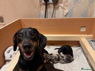 Miniature Dachshund dogs miniature dachshund puppies for sale - Advert 7