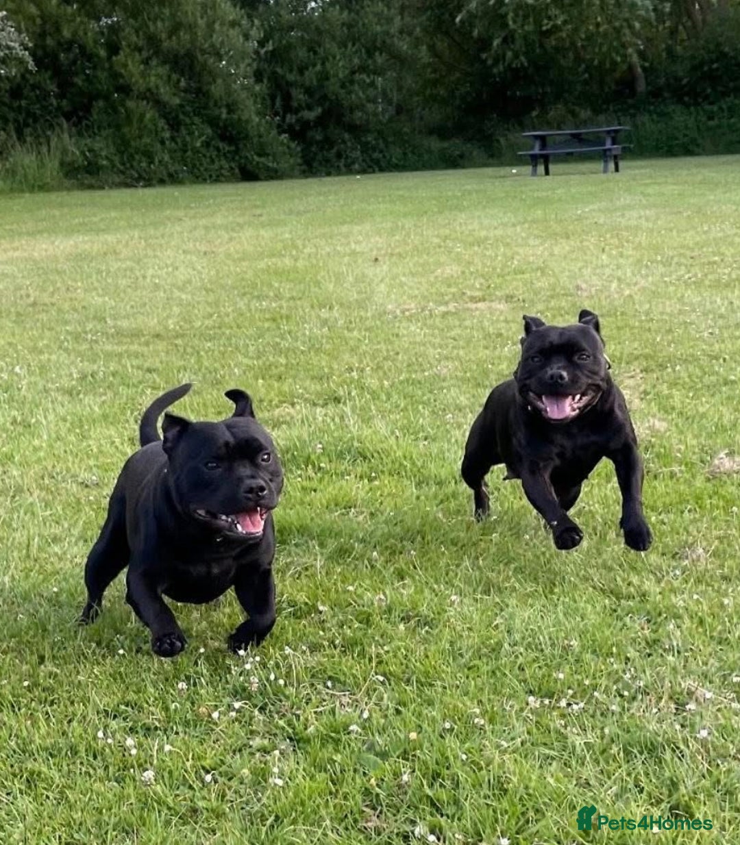 Staffordshire Bull Terrier dogs for stud: Phenomenal fertility- New Stud dog 2025 - Advert 21