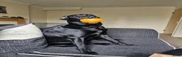 Labrador Retriever dogs for sale: 11 month old purebred drakeshead labrador. - Advert 10