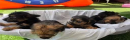 Mixed Breed dogs for sale: Borderpoo vet checked, 1st cross puppies - Advert 7