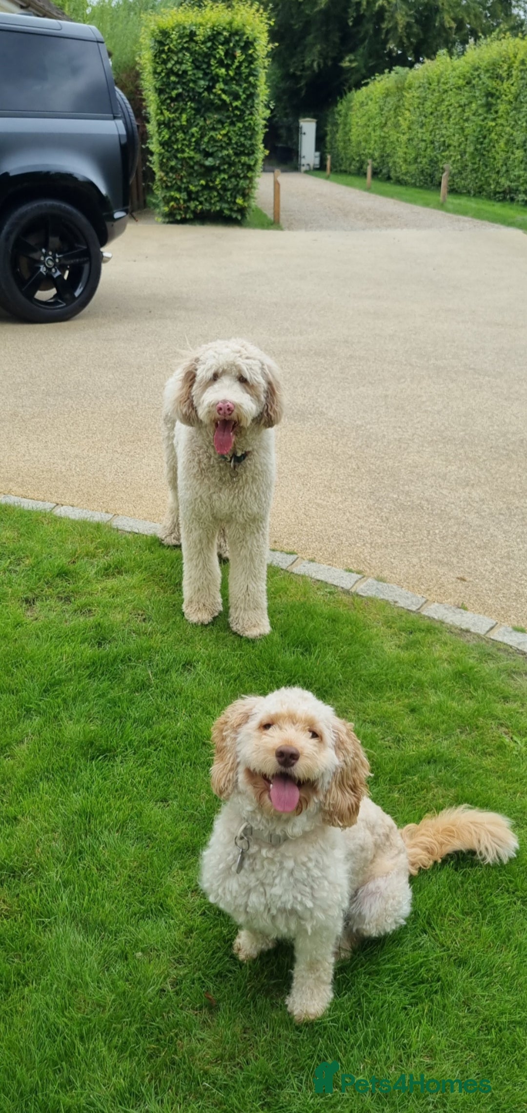 Mixed Breed dogs for sale: Cockapoo - Bernedoodle Pups - Image 14