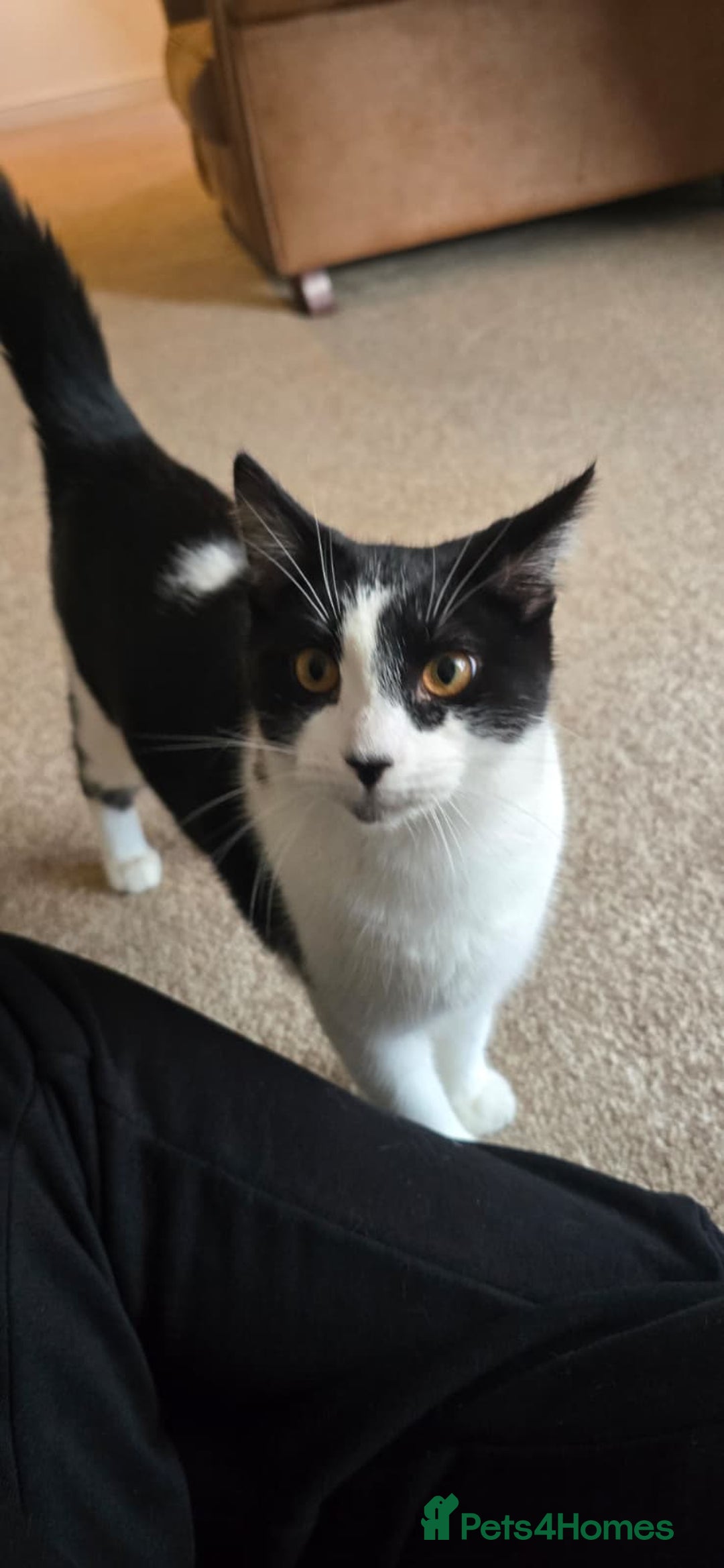 Domestic Shorthair cats for sale: Loving Home Wanted for Suzie and Spot Together - Advert 7