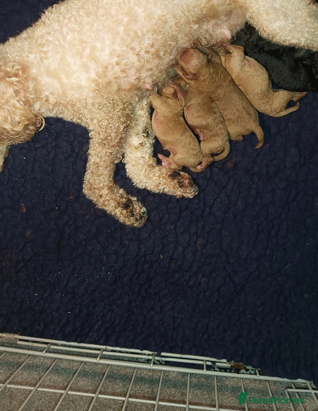 Toy Poodle dogs for sale: 7 toy poodle pups  in Chelmsford - Advert 2