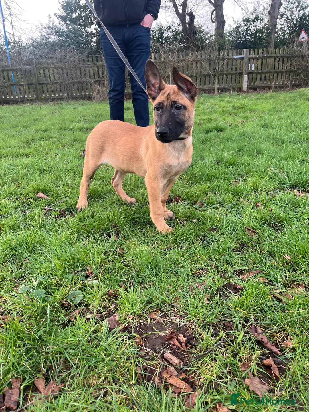 Belgian Shepherd Dog dogs for sale: Dutch Shepherd KNPV - Advert 8