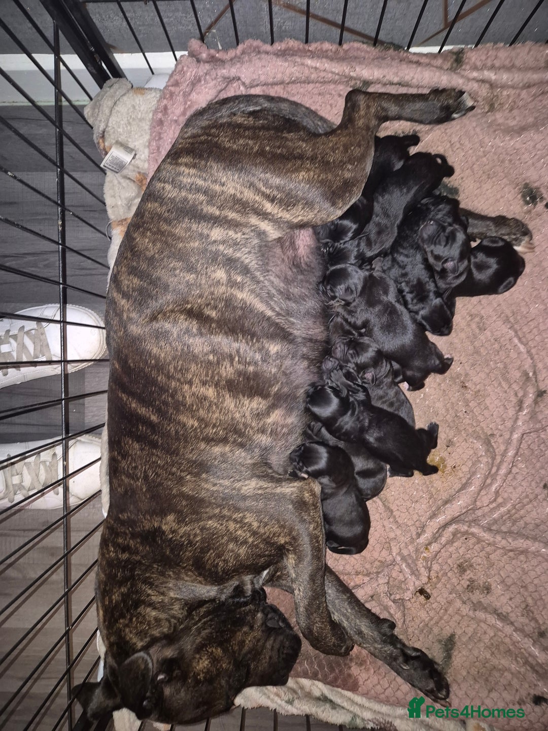 Mixed Breed dogs for sale: Staffador puppies - Image 6
