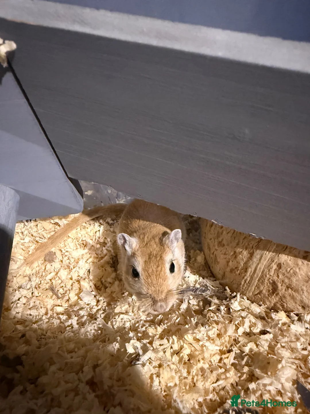 Gerbil rodents for sale: 2 female gerbils  in Alfreton - Advert 2