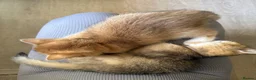 British Shorthair cats for sale: Vet bred Teddybear Lap cats GCCF - Advert 10