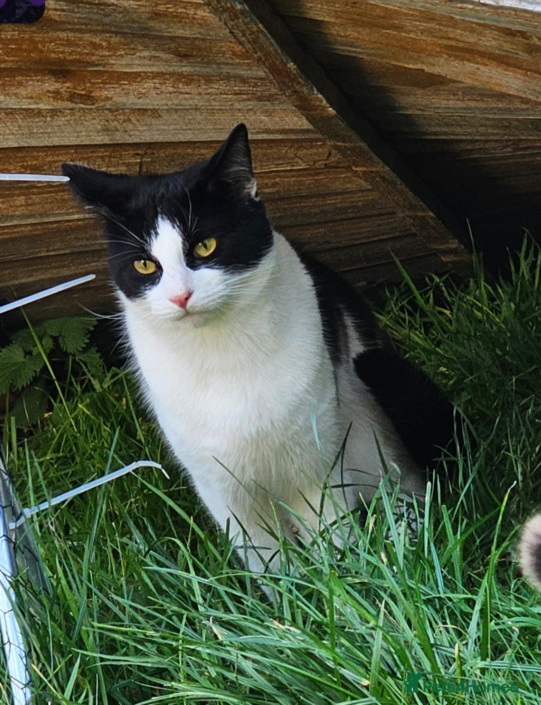 British Shorthair cats 2 cats for rehoming due to moving abroad - Advert 9