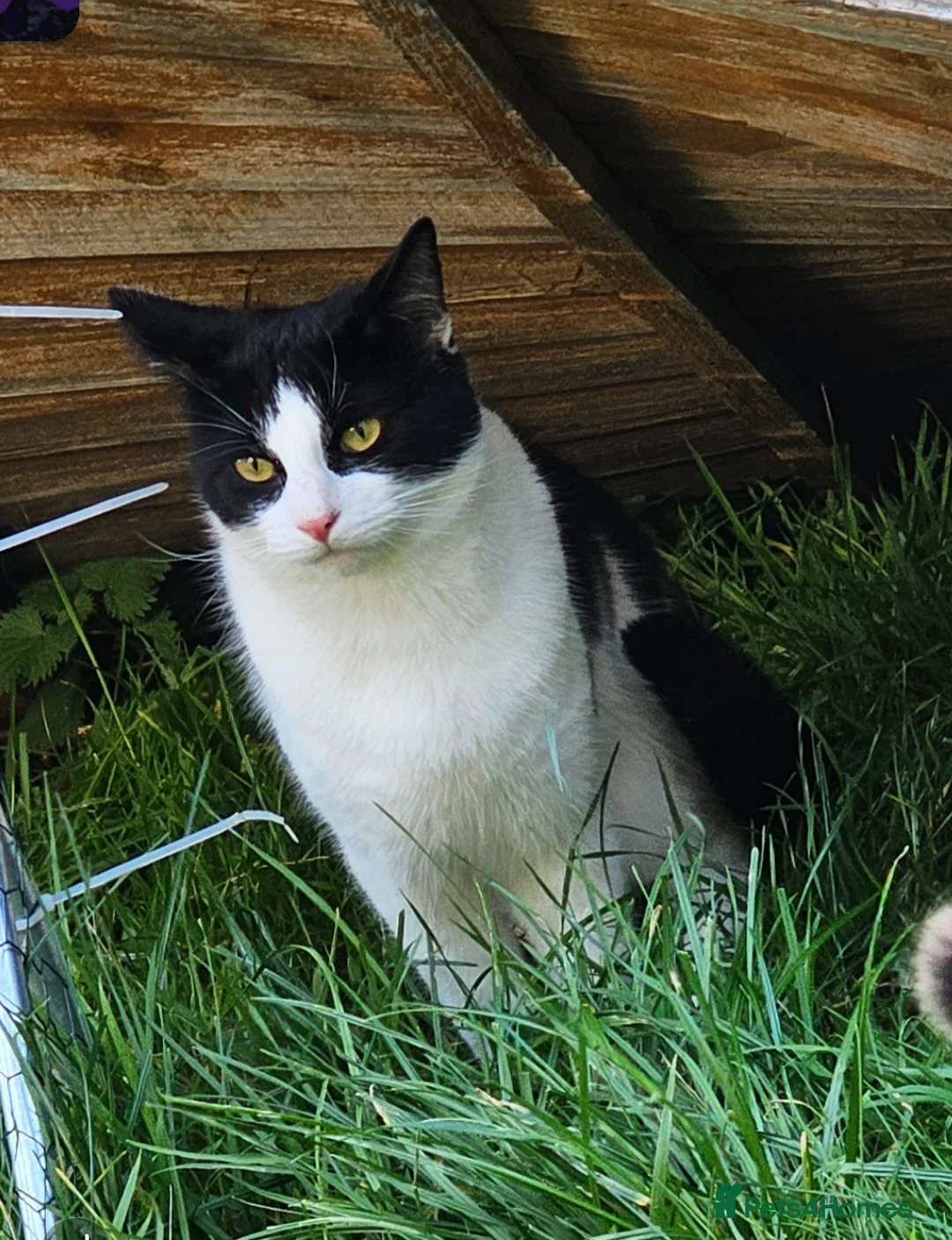 British Shorthair cats for sale: FREE ASAP 3 cats for rehoming due to moving abroad - Advert 2