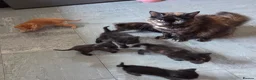 Mixed Breed cats for sale: Beautiful Fluffy Kittens Looking for Forever homes - Advert 7