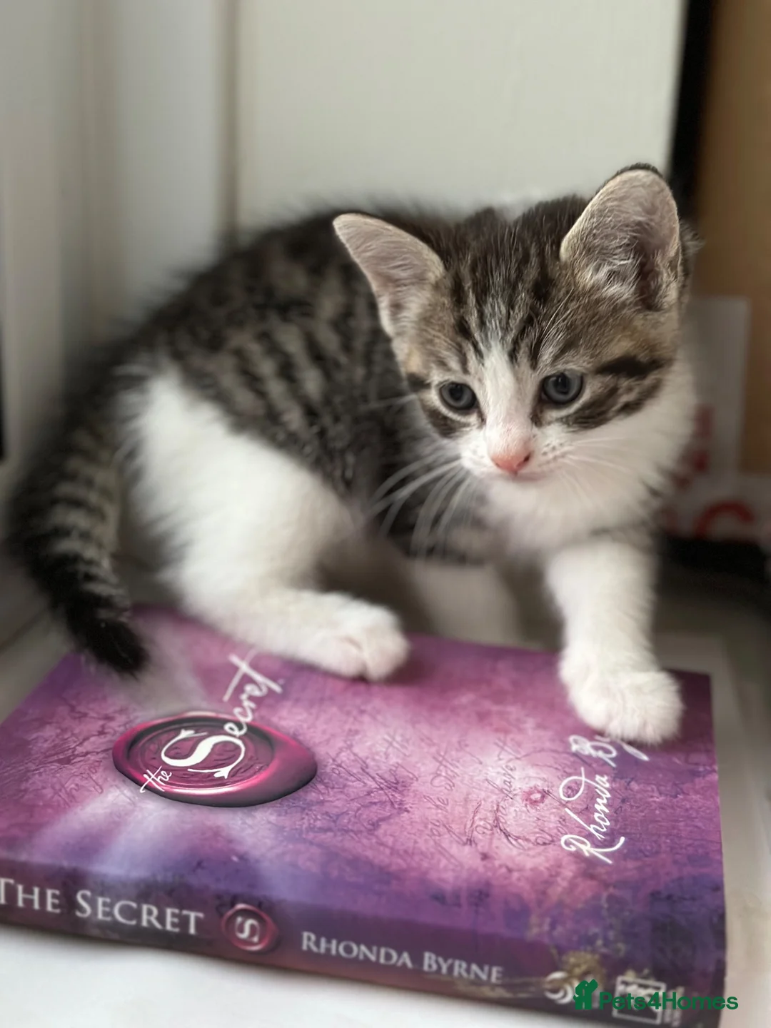 Domestic Shorthair cats for sale: Russian Blue × Bengal Mixed Kittens – 4 available - Advert 2