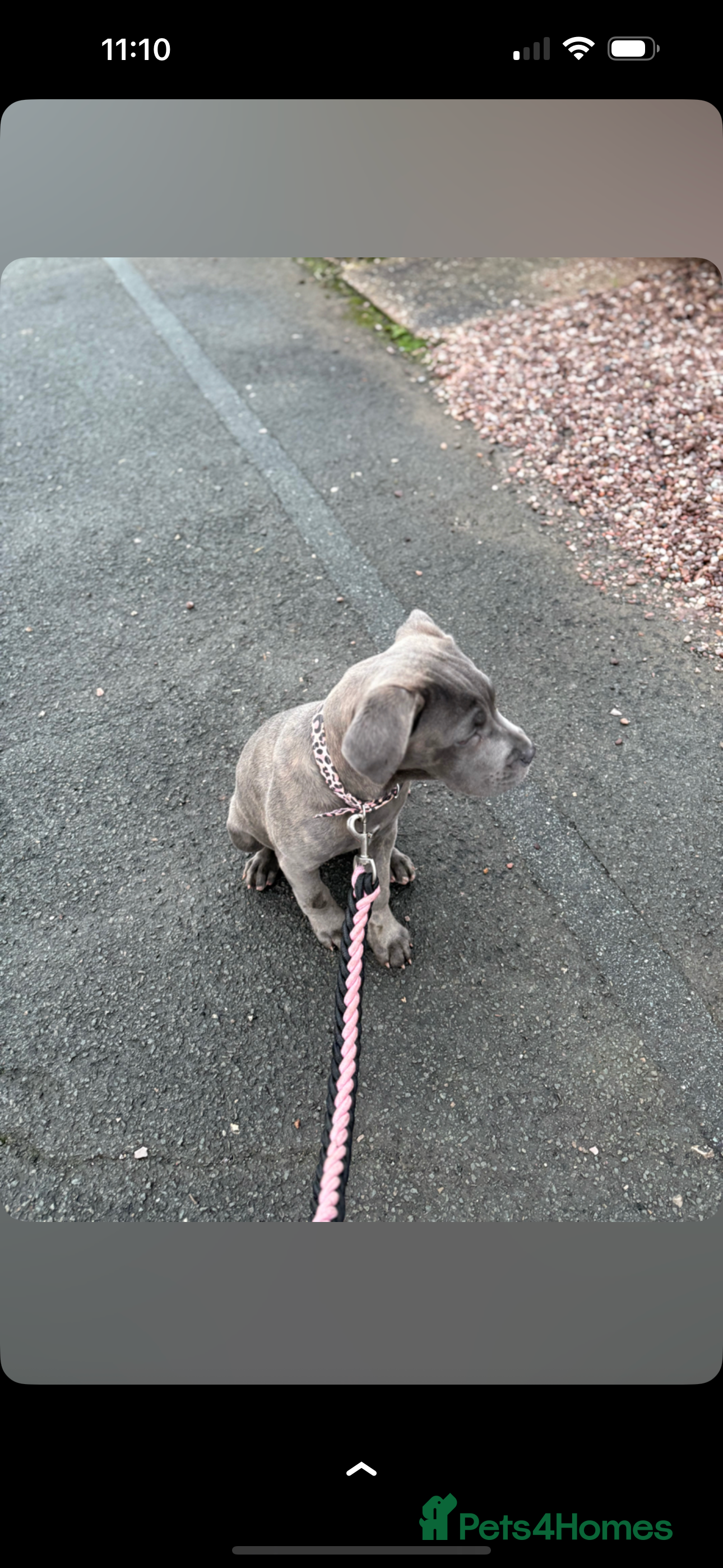 Cane Corso dogs 5 month old canecorso  - Advert 1