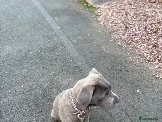 Cane Corso dogs 5 month old canecorso - Advert 1