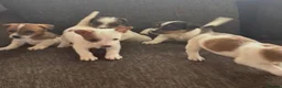 Jack Russell dogs for sale: Traditional Jack Russell puppies  in Bradford - Advert 6