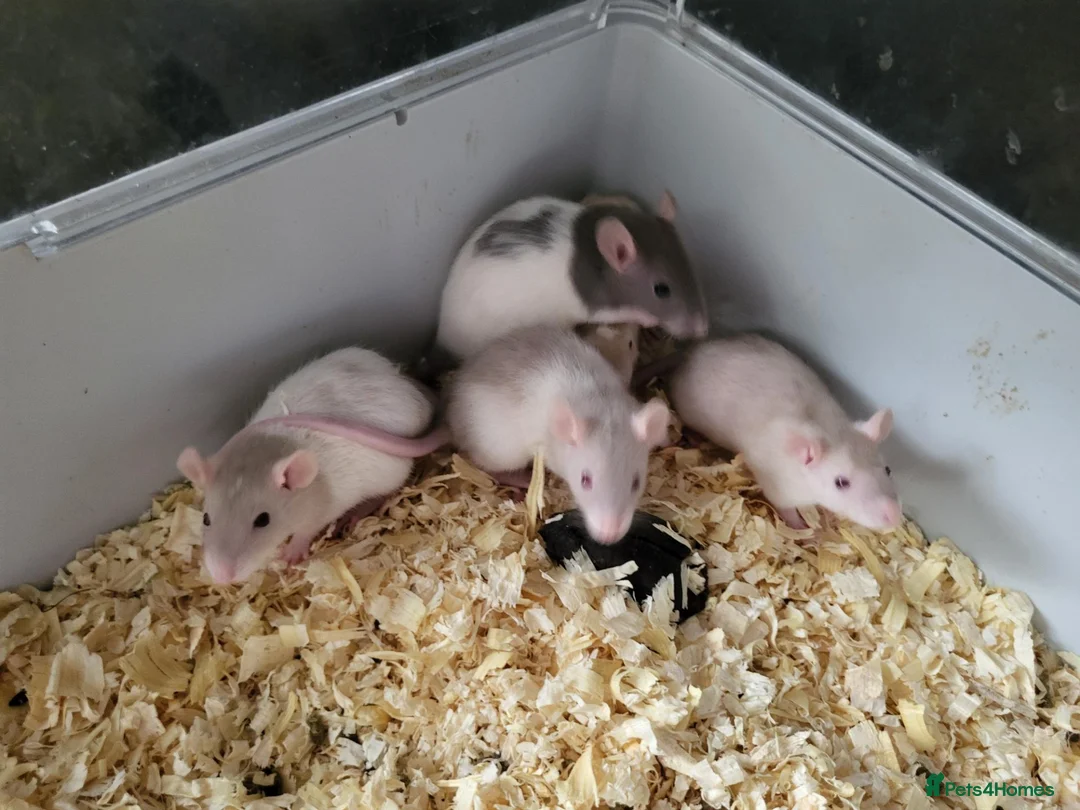 Rat rodents for sale: Siamese and fawn friendly rats - Advert 1