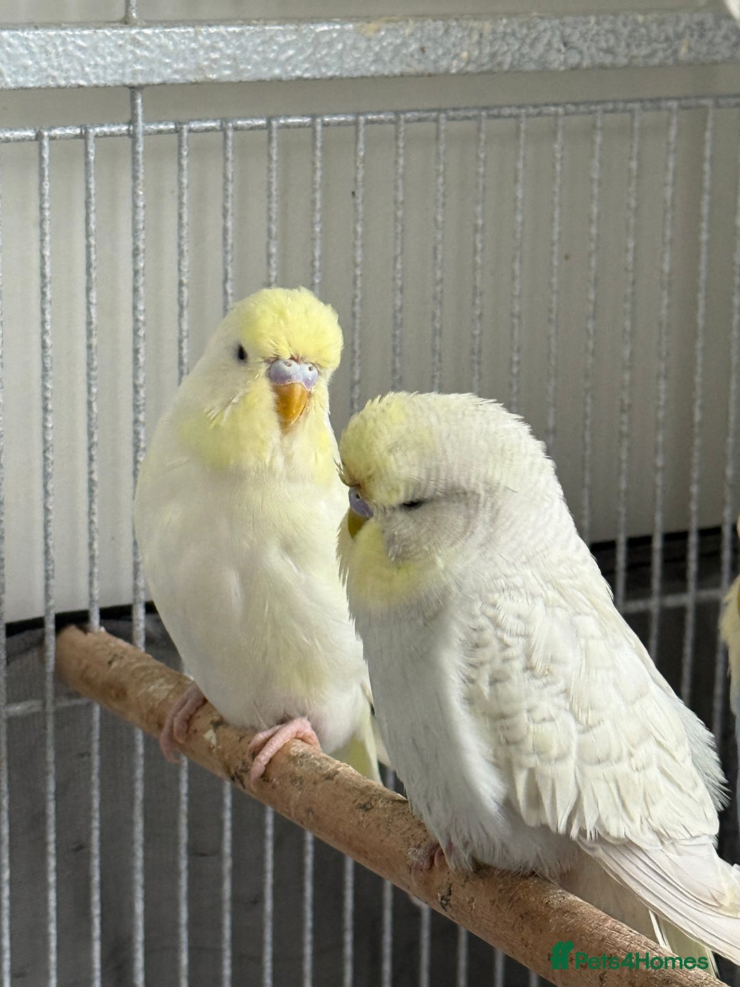 Budgerigars birds for sale: Young Budgies - Advert 2