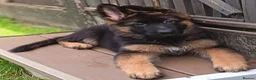 German Shepherd dogs for sale: KC Registered German Shepherd Puppy in Hitchin - Advert 9