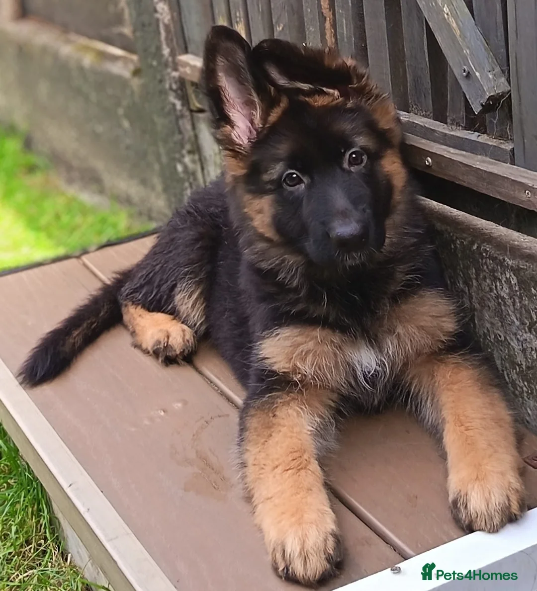 German Shepherd dogs for sale: KC Registered German Shepherd Puppy in Hitchin - Advert 9