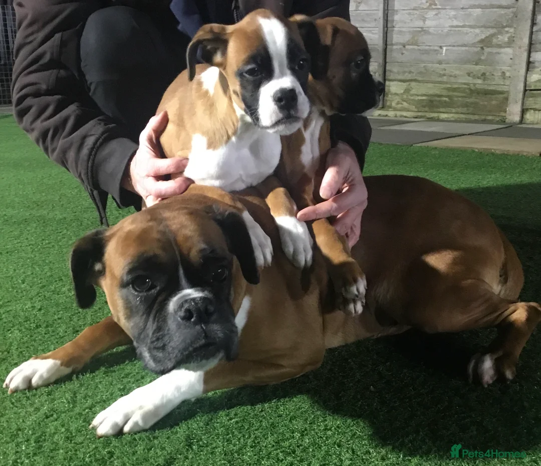 Boxer dogs for sale: Boxer puppies  - Advert 2
