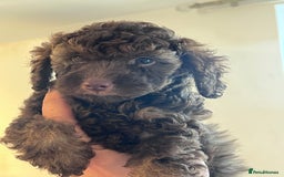 Shihpoo dogs for sale: Imperial toy Shihpoos  - Image 4