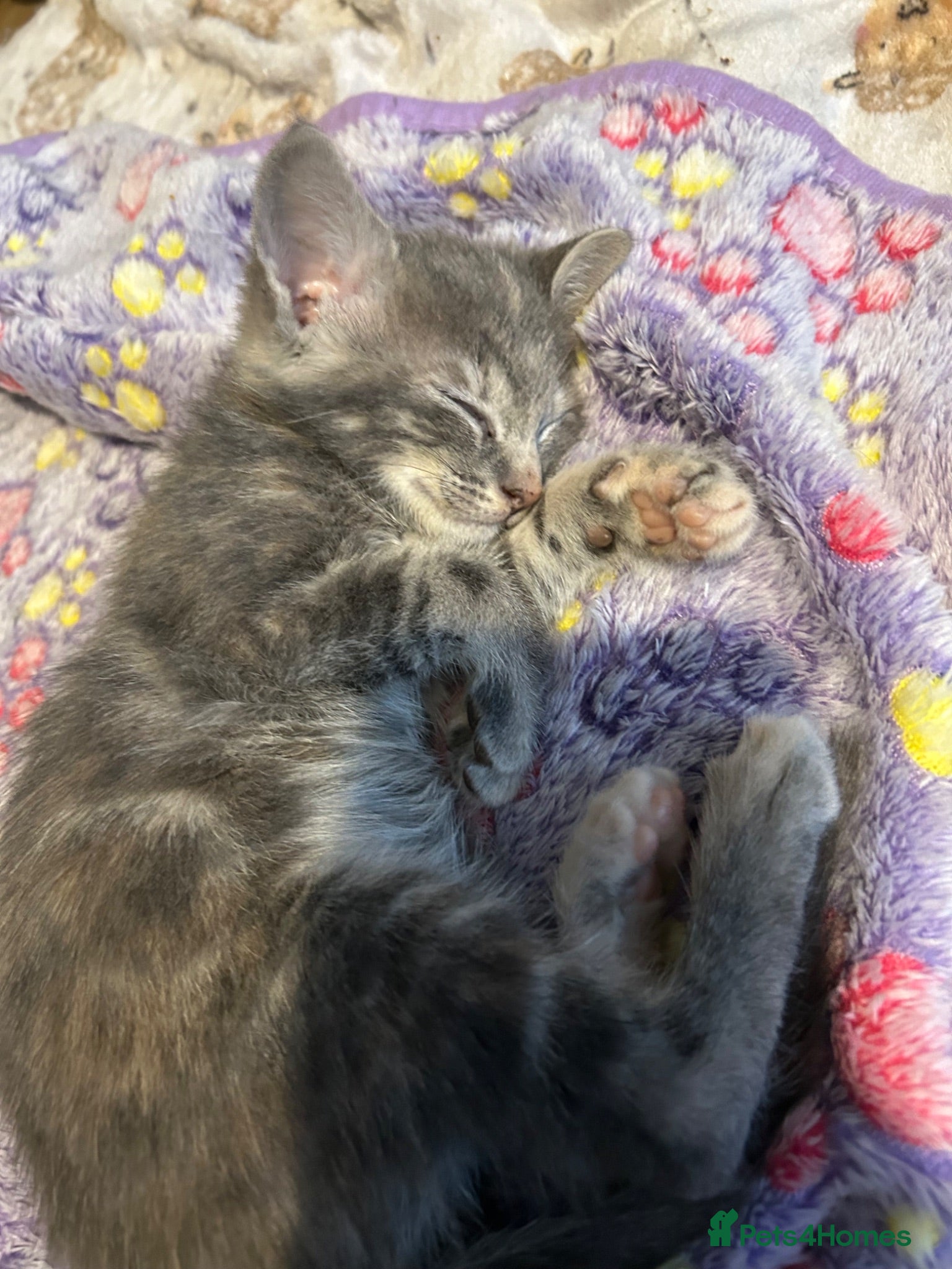 Mixed Breed cats Gorgeous female grey tabby! - Advert 2