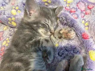 Mixed Breed cats Gorgeous female grey tabby! - Advert 1