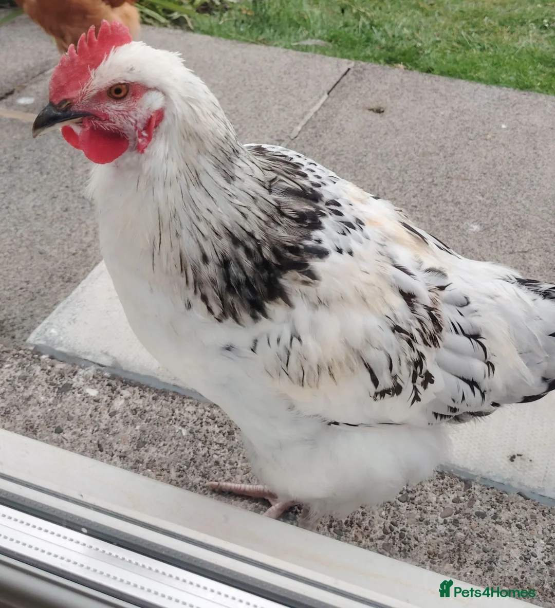 Chickens poultry for sale: Lemon: Standard size cockerel/rooster 3 months old - Advert 2