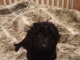 Mixed Breed dogs Last beautiful curly cockerpoo - Advert 2