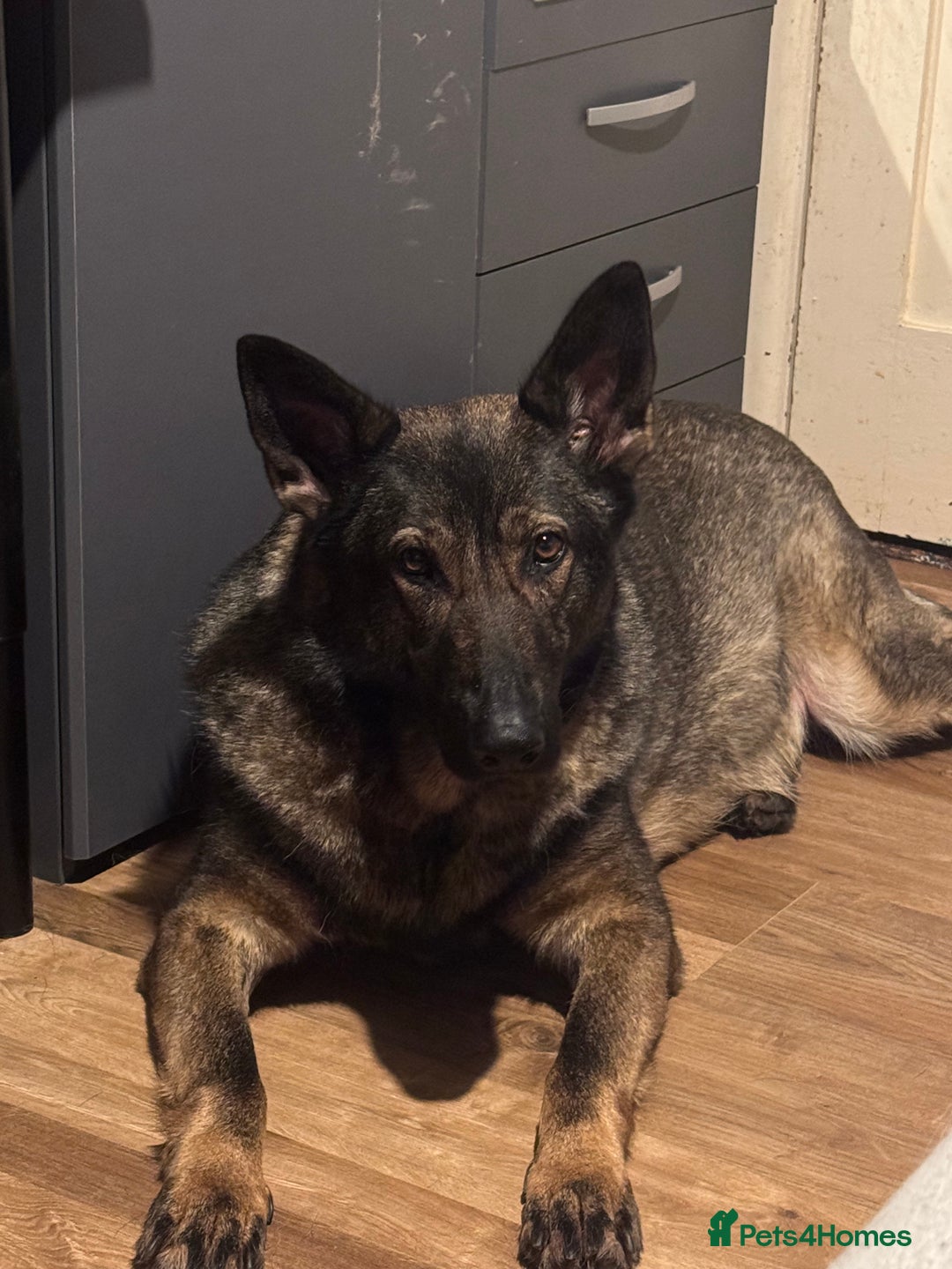 German Shepherd dogs for sale: Rocky - German Shepherd - Image 4