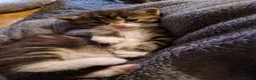 Mixed Breed cats for sale: 2 fluffy kittens ready to go - Advert 9