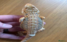 Bearded Dragon reptiles for sale: Baby bearded dragons  - Image 2