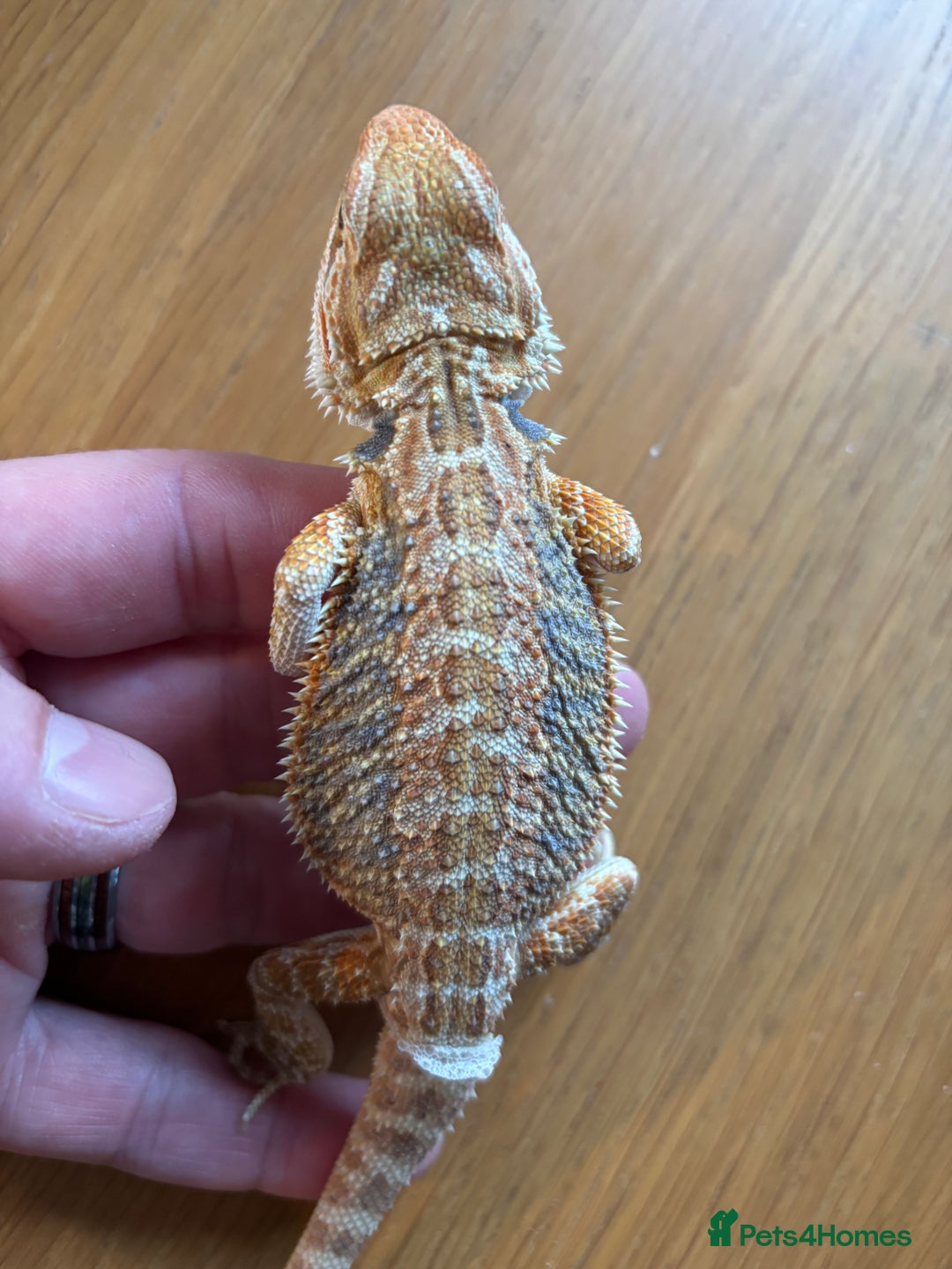 Bearded Dragon reptiles for sale: Baby bearded dragons  - Image 2