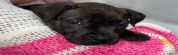 Staffordshire Bull Terrier dogs for sale: King Fury Puppies  in Liverpool - Advert 26