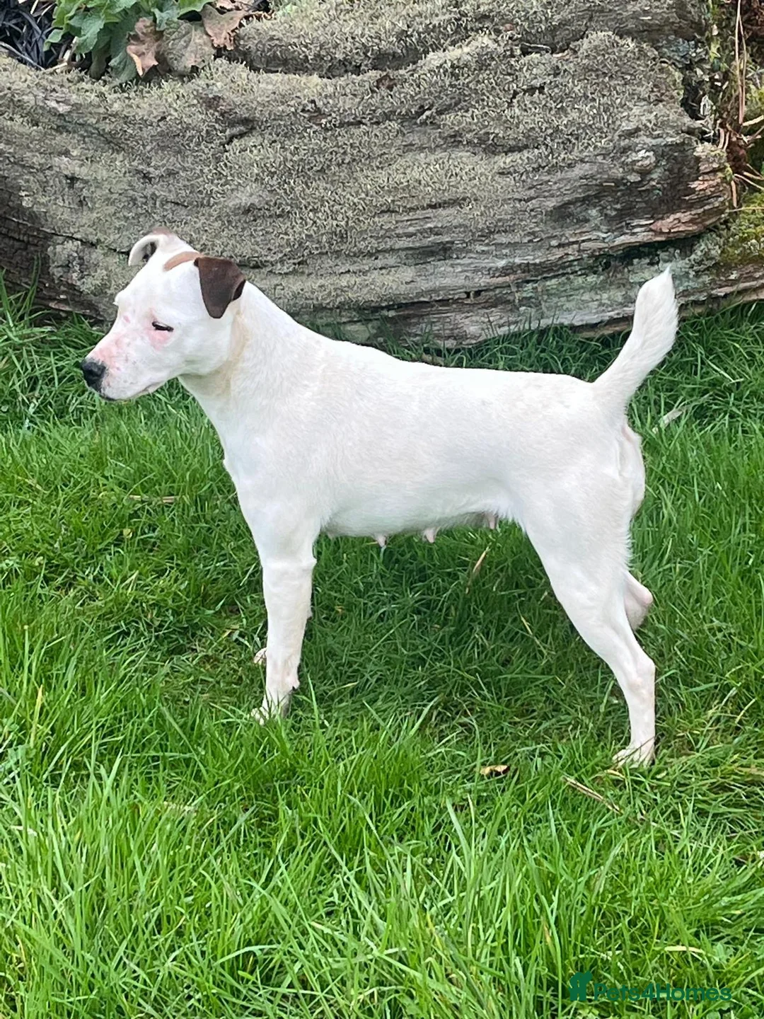 Jack Russell dogs for sale: Tess & jacks puppies - Advert 1