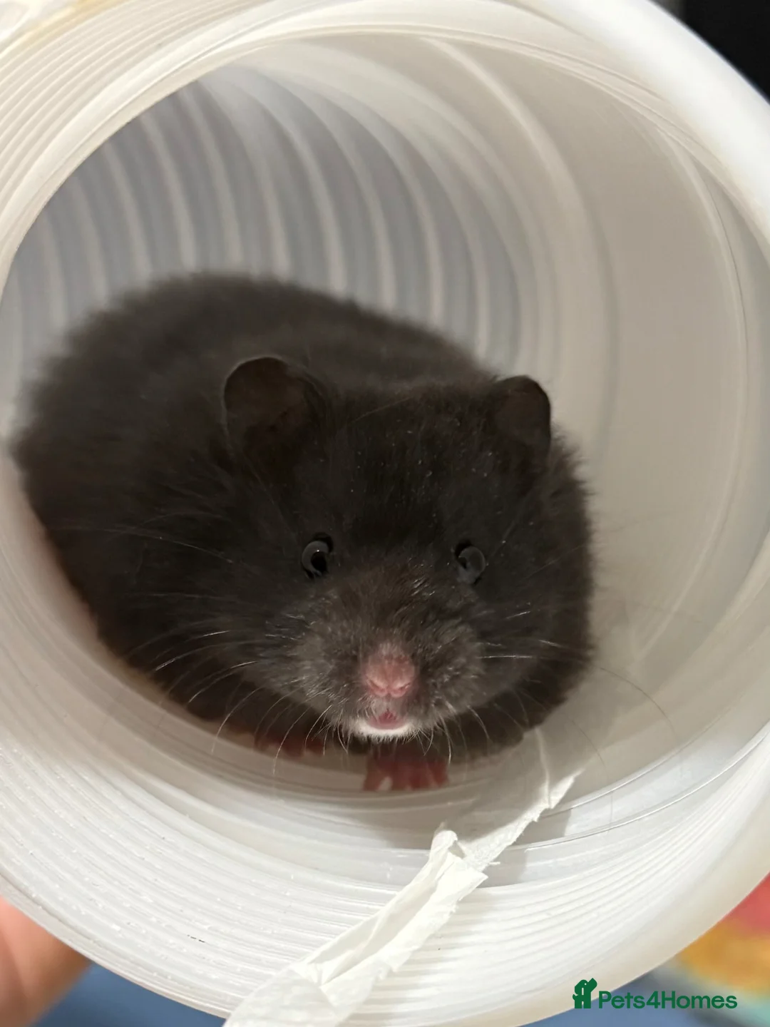 Hamster rodents for sale: Long Haired Male Syrian Hamster Baby  - Advert 1