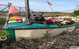 French Bulldog dogs for stud:  Elite Micro  Blue Frenchie Stud - Image 20