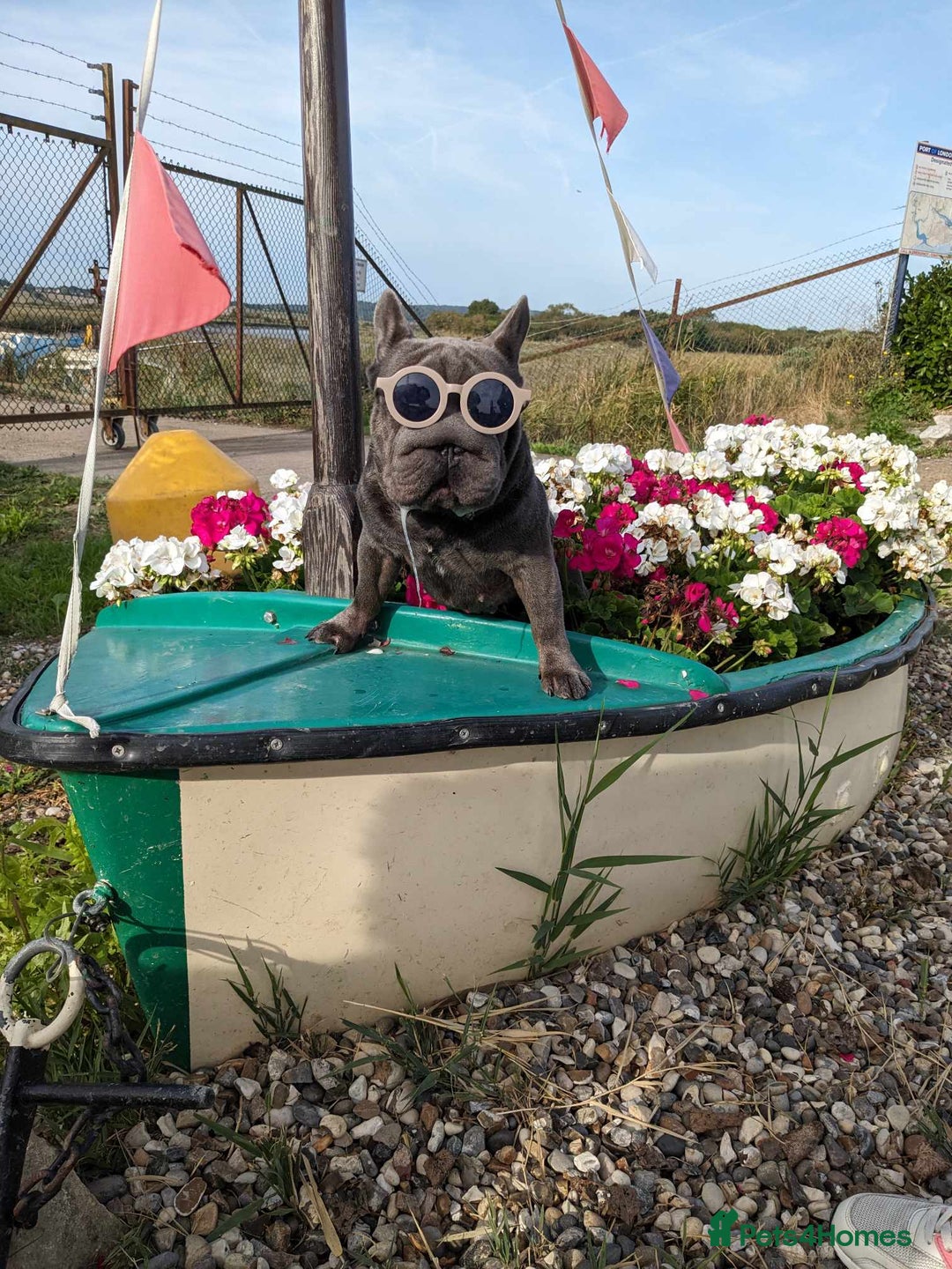 French Bulldog dogs for stud:  Elite Micro  Blue Frenchie Stud - Image 20