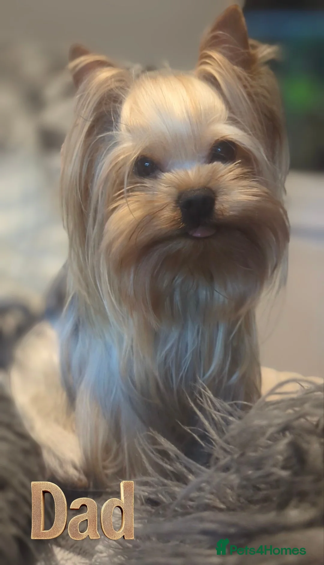 Yorkshire Terrier dogs for sale: 👉Yorkshire Terrier Pups–KC Lines, Health Checked - Advert 9