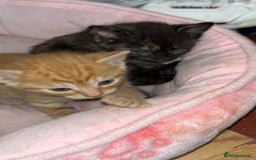 Domestic Shorthair cats for sale: 2 gorgeous kitten for sale  - Image 5